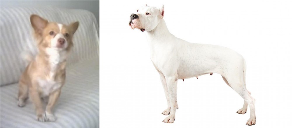 Argentine Dogo vs Alopekis - Breed Comparison