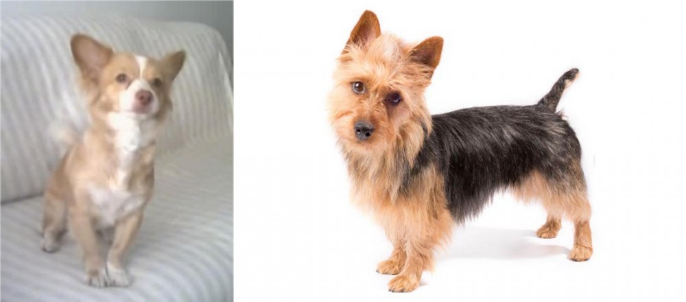 Australian Terrier vs Alopekis - Breed Comparison