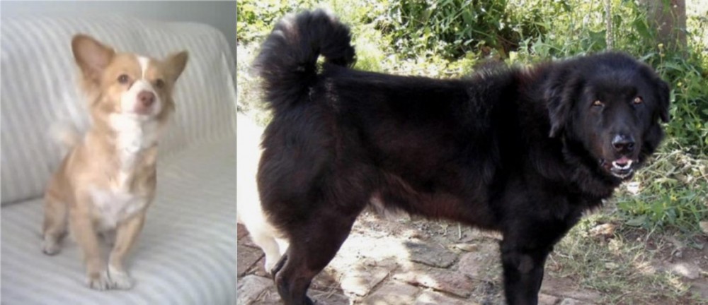 Bakharwal Dog vs Alopekis - Breed Comparison