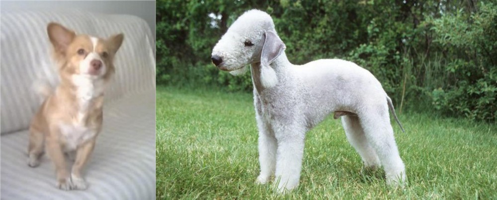 Bedlington Terrier vs Alopekis - Breed Comparison