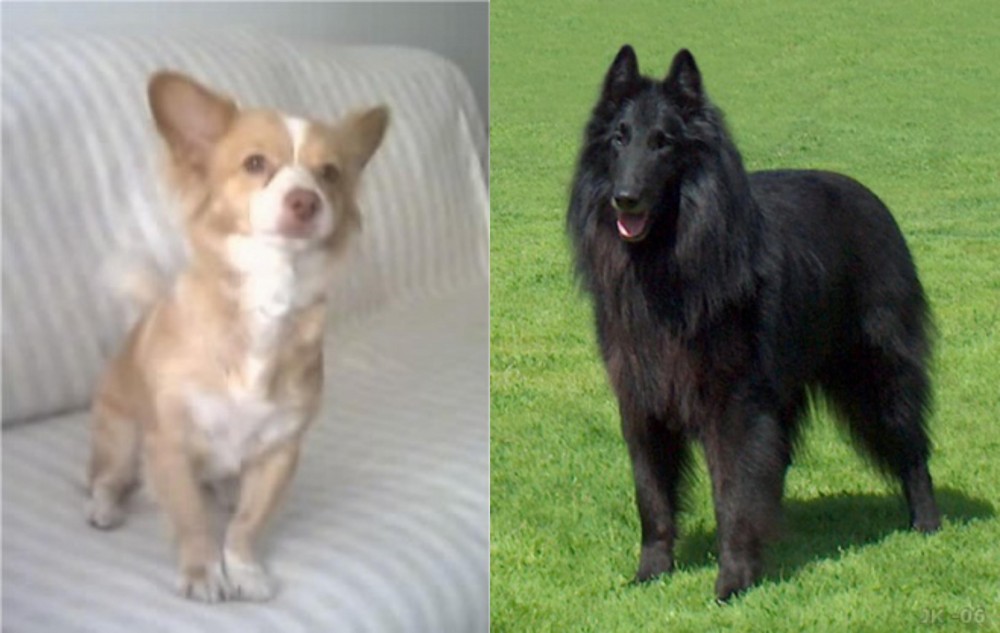 Belgian Shepherd Dog (Groenendael) vs Alopekis - Breed Comparison