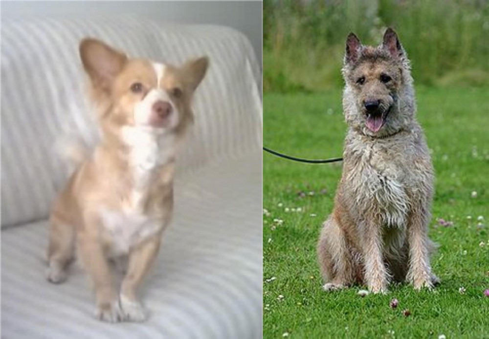 Belgian Shepherd Dog (Laekenois) vs Alopekis - Breed Comparison