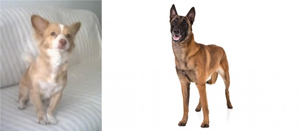 Belgian Shepherd Dog (Malinois) vs Alopekis - Breed Comparison