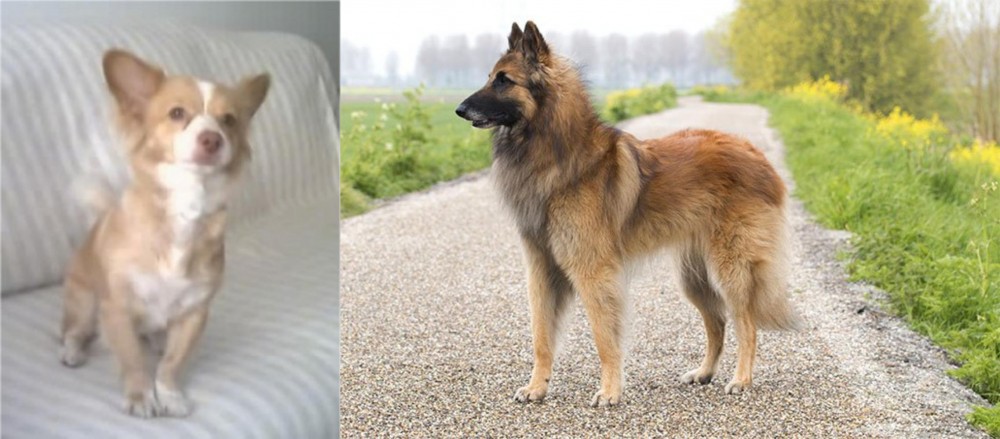 Belgian Shepherd Dog (Tervuren) vs Alopekis - Breed Comparison
