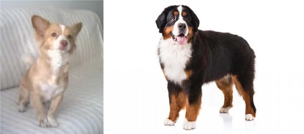 Bernese Mountain Dog vs Alopekis - Breed Comparison