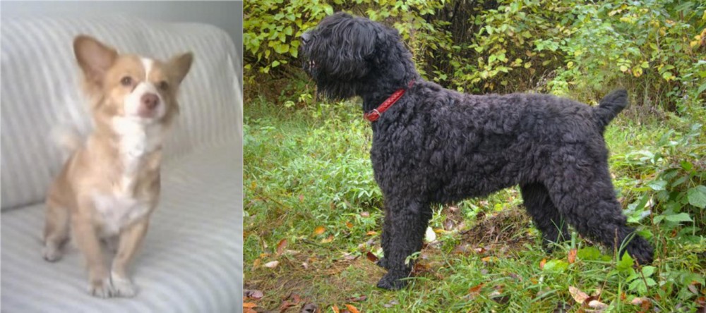Black Russian Terrier vs Alopekis - Breed Comparison