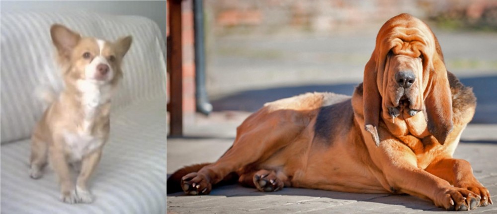 Bloodhound vs Alopekis - Breed Comparison