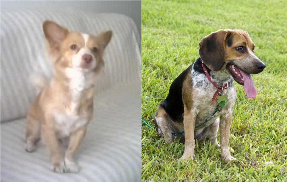 Bluetick Beagle vs Alopekis - Breed Comparison