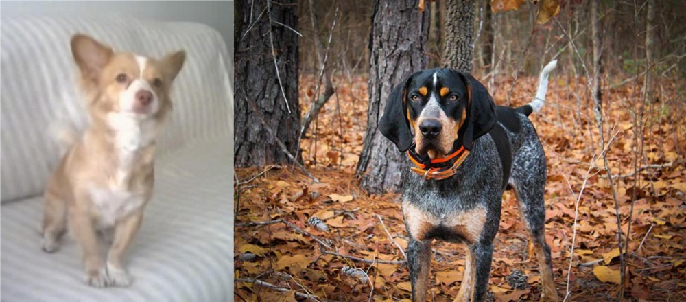 Bluetick Coonhound vs Alopekis - Breed Comparison