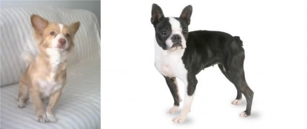 Boston Terrier vs Alopekis - Breed Comparison