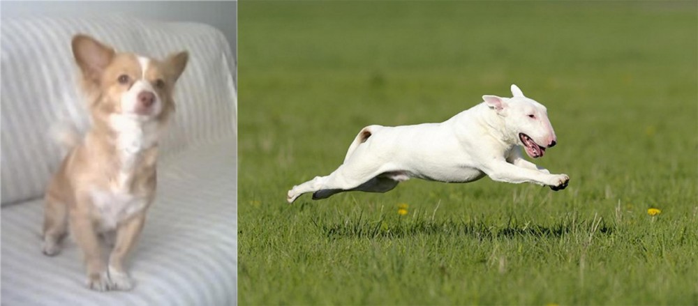 Bull Terrier vs Alopekis - Breed Comparison