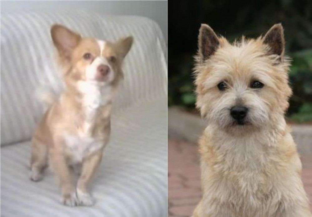 Cairn Terrier vs Alopekis - Breed Comparison