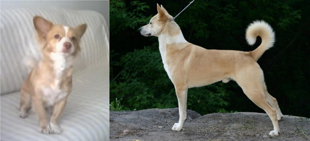 Canaan Dog vs Alopekis - Breed Comparison