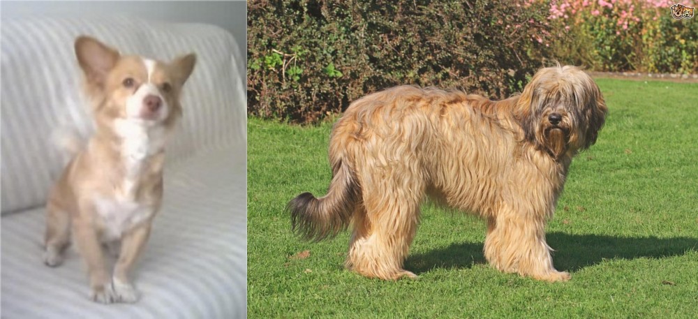 Catalan Sheepdog vs Alopekis - Breed Comparison