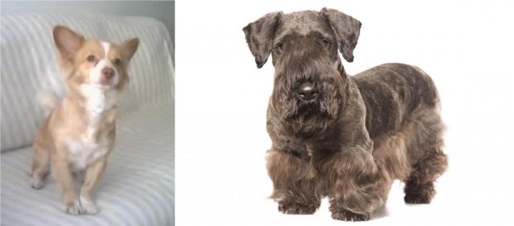 Cesky Terrier vs Alopekis - Breed Comparison