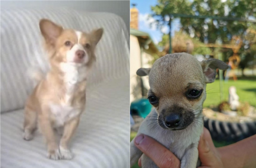 Chihuahua vs Alopekis - Breed Comparison