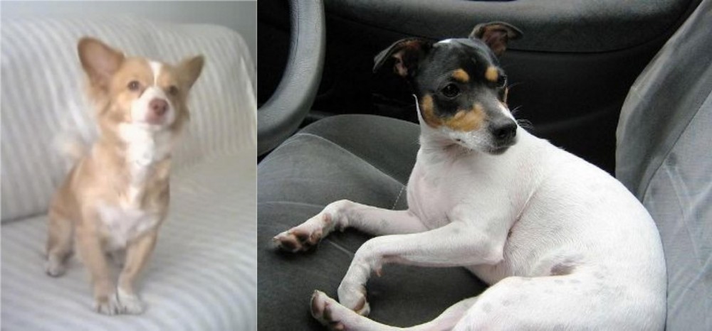 Chilean Fox Terrier vs Alopekis - Breed Comparison