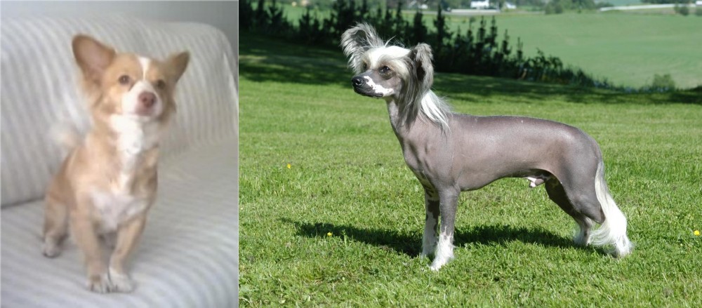 Chinese Crested Dog vs Alopekis - Breed Comparison