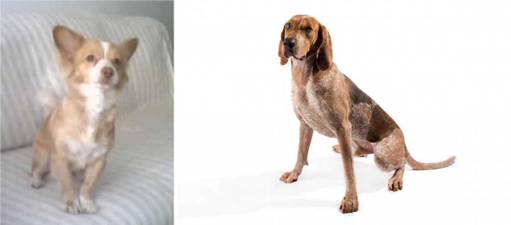 Coonhound vs Alopekis - Breed Comparison