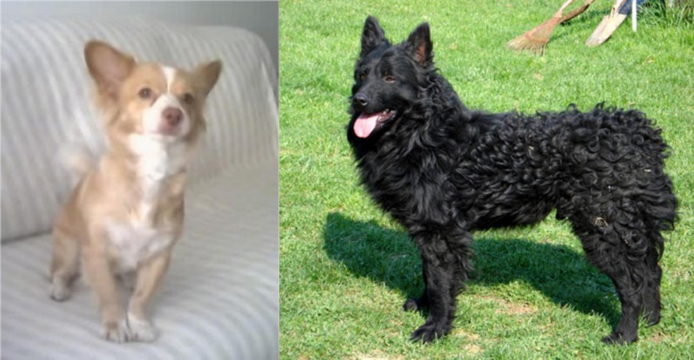 Croatian Sheepdog vs Alopekis - Breed Comparison