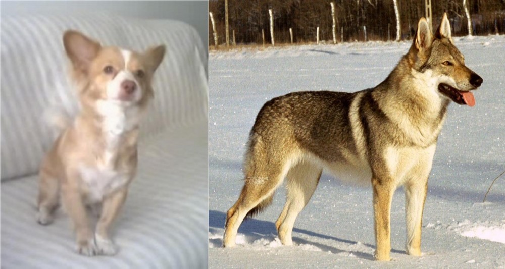 Czechoslovakian Wolfdog vs Alopekis - Breed Comparison