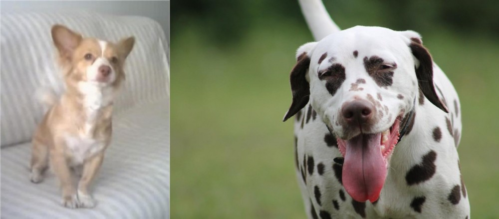 Dalmatian vs Alopekis - Breed Comparison