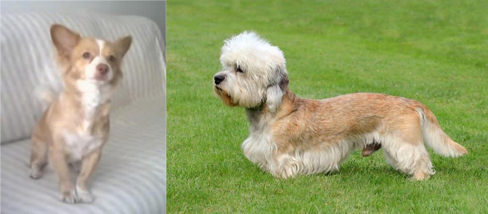 Dandie Dinmont Terrier vs Alopekis - Breed Comparison