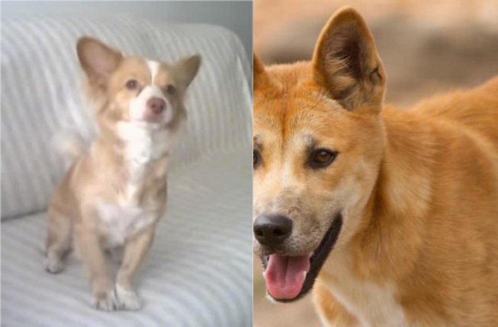Dingo vs Alopekis - Breed Comparison