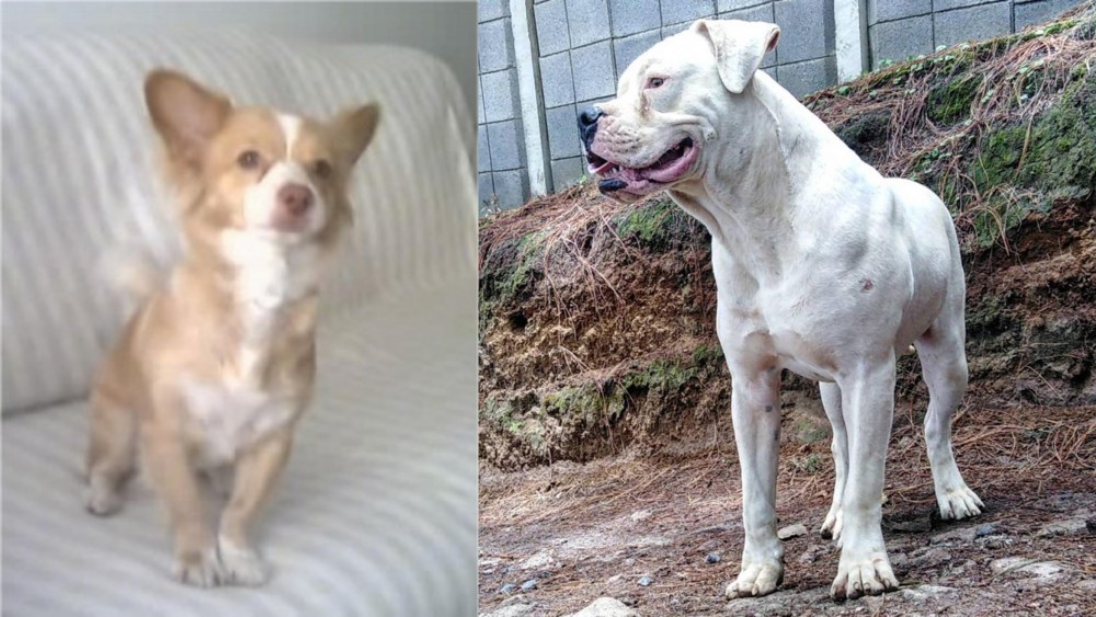 Dogo Guatemalteco vs Alopekis - Breed Comparison