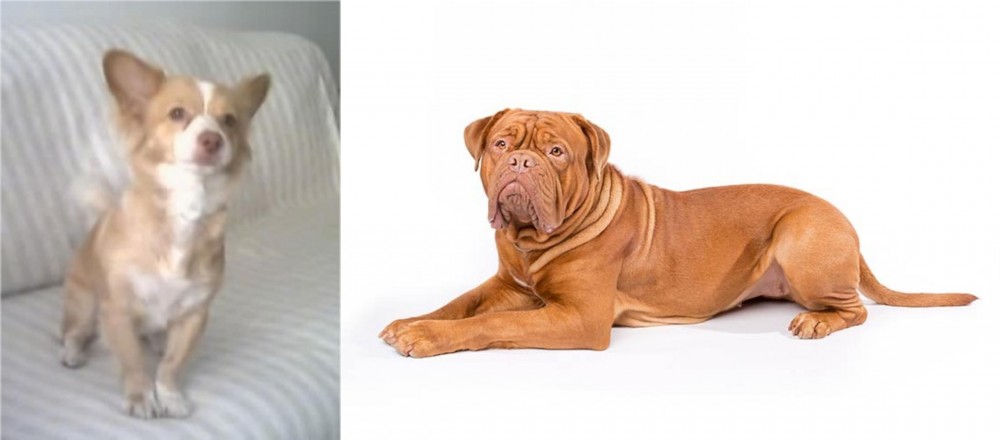 Dogue De Bordeaux vs Alopekis - Breed Comparison