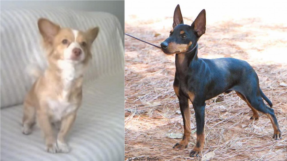 English Toy Terrier (Black & Tan) vs Alopekis - Breed Comparison