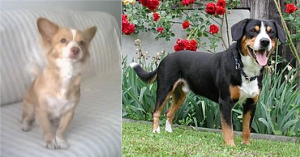 Entlebucher Mountain Dog vs Alopekis - Breed Comparison
