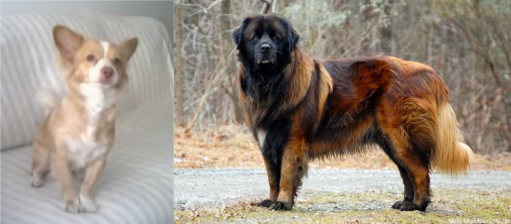Estrela Mountain Dog vs Alopekis - Breed Comparison