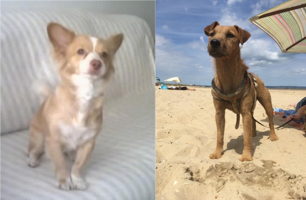 Fell Terrier vs Alopekis - Breed Comparison