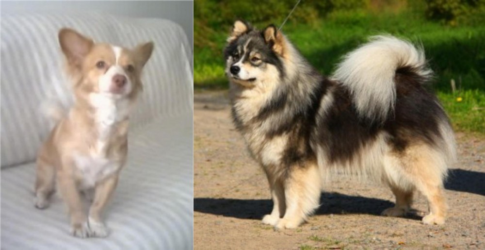 Finnish Lapphund vs Alopekis - Breed Comparison