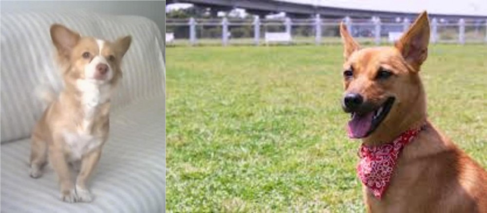 Formosan Mountain Dog vs Alopekis - Breed Comparison