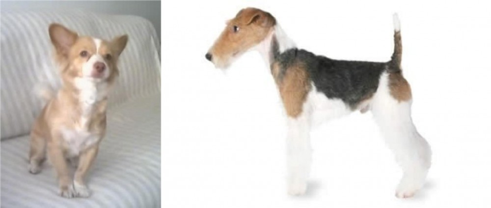 Fox Terrier vs Alopekis - Breed Comparison