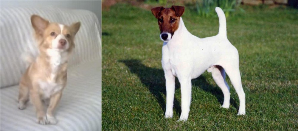 Fox Terrier (Smooth) vs Alopekis - Breed Comparison