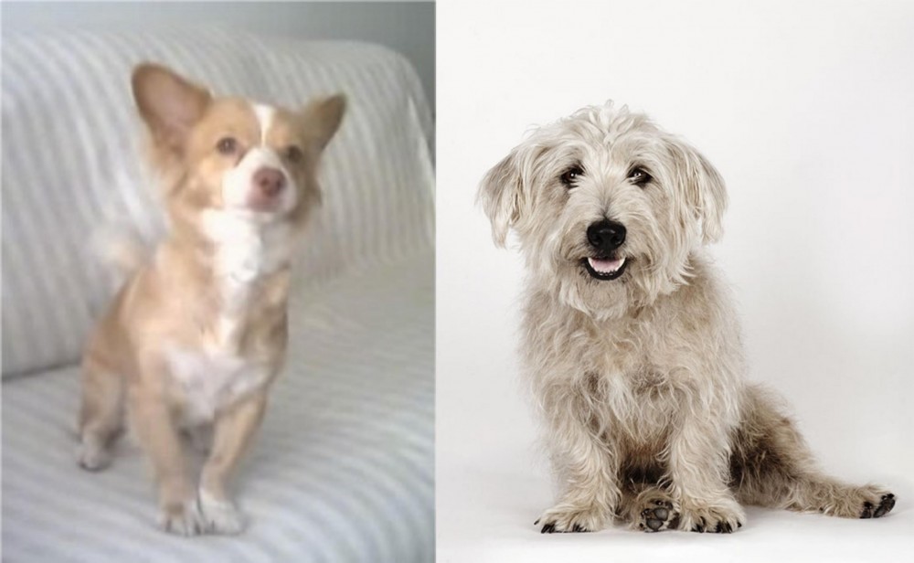 Glen of Imaal Terrier vs Alopekis - Breed Comparison