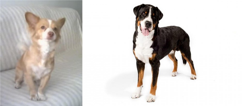 Greater Swiss Mountain Dog vs Alopekis - Breed Comparison