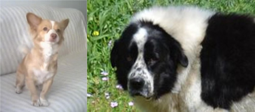Greek Sheepdog vs Alopekis - Breed Comparison