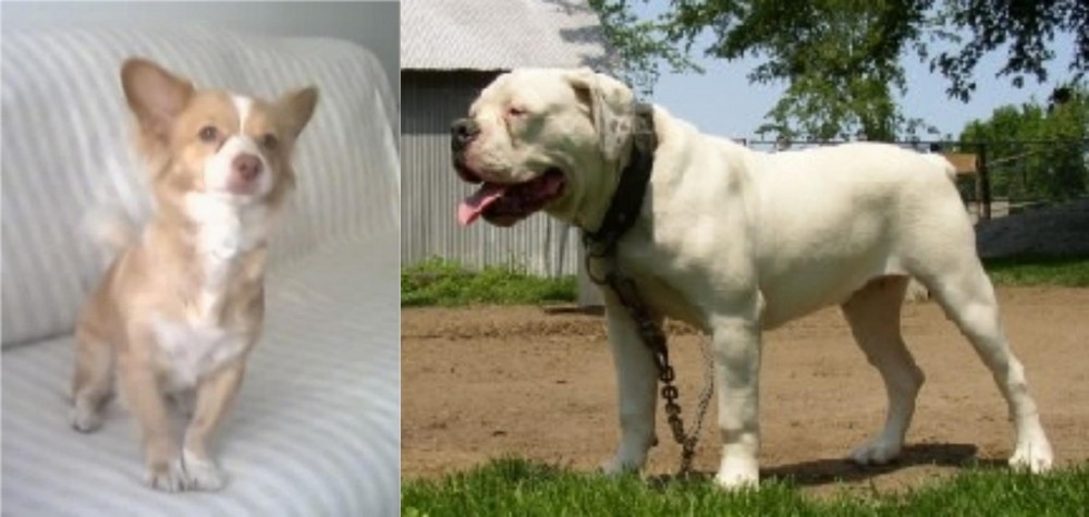 Hermes Bulldogge vs Alopekis - Breed Comparison