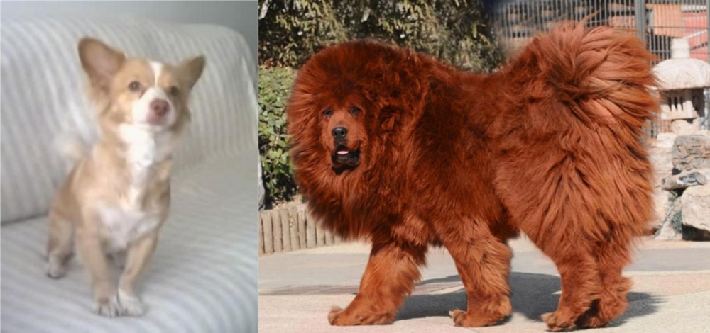 Himalayan Mastiff vs Alopekis - Breed Comparison