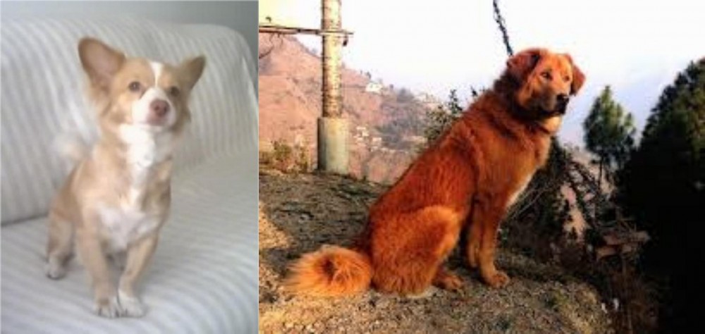 Himalayan Sheepdog vs Alopekis - Breed Comparison