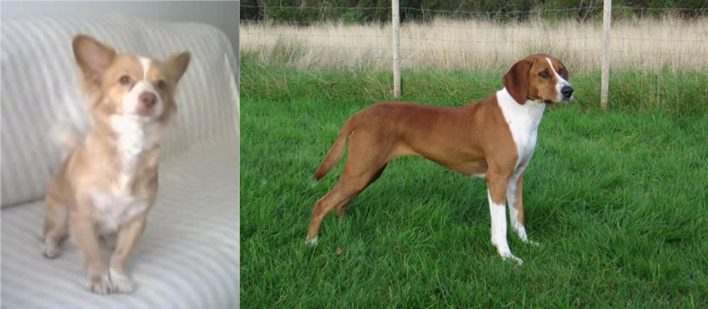 Hygenhund vs Alopekis - Breed Comparison