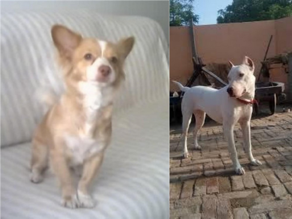 Indian Bull Terrier vs Alopekis - Breed Comparison
