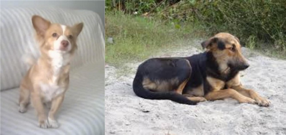 Indian Pariah Dog vs Alopekis - Breed Comparison