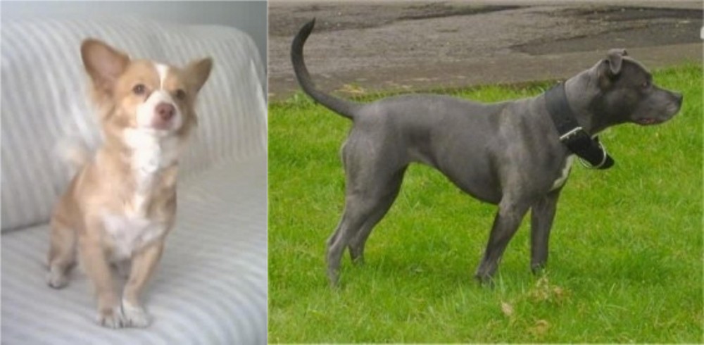 Irish Bull Terrier vs Alopekis - Breed Comparison