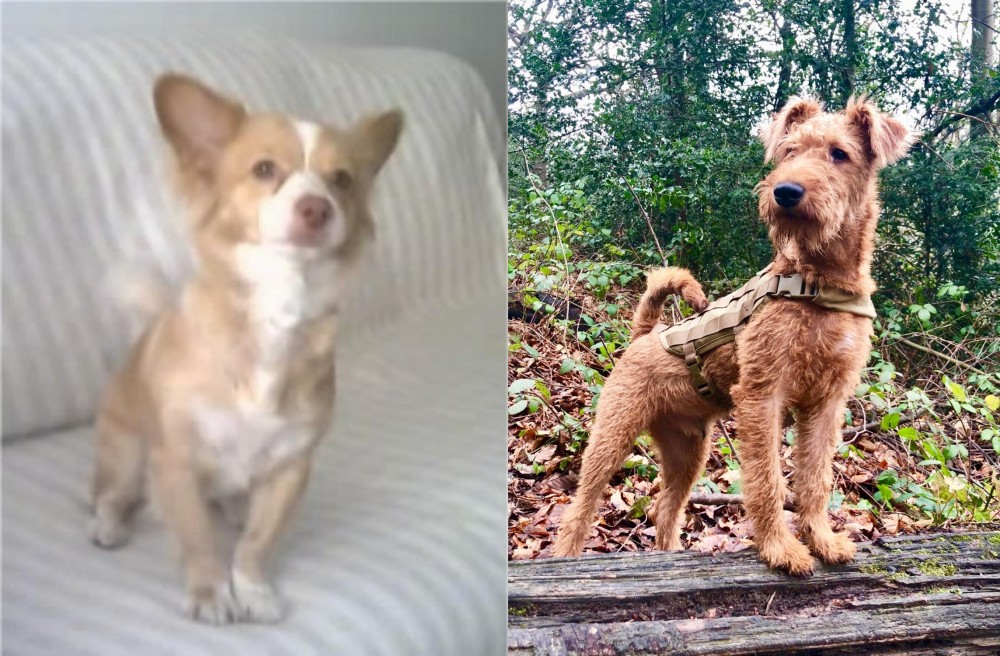 Irish Terrier vs Alopekis - Breed Comparison
