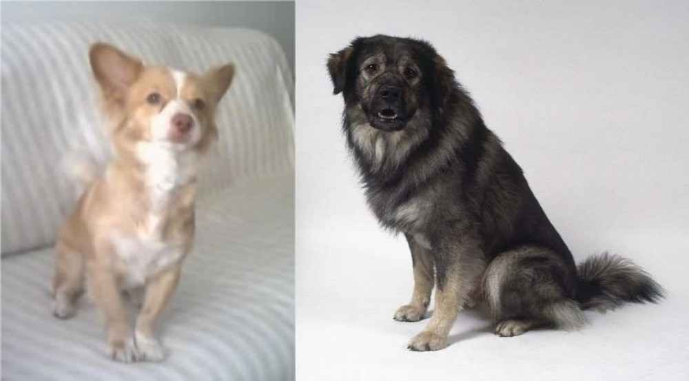 Istrian Sheepdog vs Alopekis - Breed Comparison